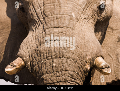 Enge Porträt eines afrikanischen Elefanten (Loxodonta Africana), Savuti Stockfoto