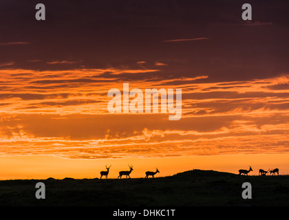 Grant es Gazelle Silhouetten bei Sonnenaufgang, Masai Mara Stockfoto