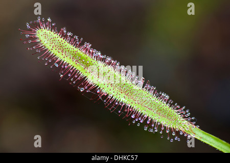 Kap-Sonnentau (Drosera Capensis). Stockfoto