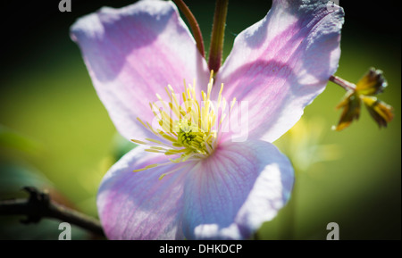 Clematis-Blume in voller Blüte Stockfoto