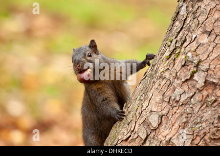 Schwarz grau Eichhörnchen Mutation mit Kastanien Klettern auf großen Baum-Victoria, British Columbia, Kanada. Stockfoto