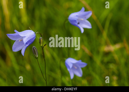 Drei Glockenblume mit einem im Fokus, die anderen hinter. Stockfoto