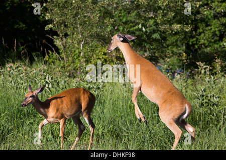 White-tailed Doe jagt entfernt ein weiterer Doe Stockfoto