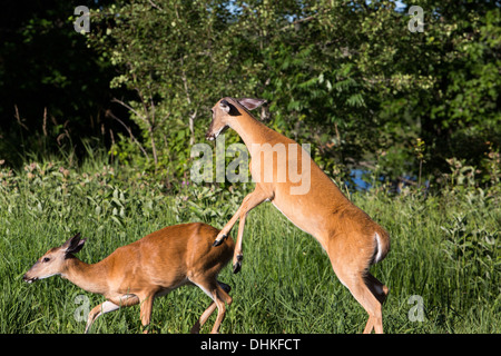 White-tailed Doe jagt entfernt ein weiterer Doe Stockfoto