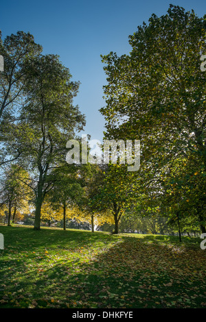 Herbstliche Bäume Stockfoto