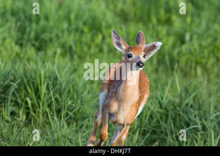 White-tailed Reh in eine Sommerwiese Stockfoto