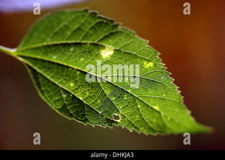 Farbe Nahaufnahme Schuss von einem grünen Blatt Stockfoto