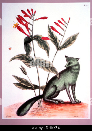 Der graue Fuchs und indische rosa, Mark Catesby, die Naturgeschichte von Carolina, Florida, und den Bahama-Inseln, 1731-1743 Stockfoto