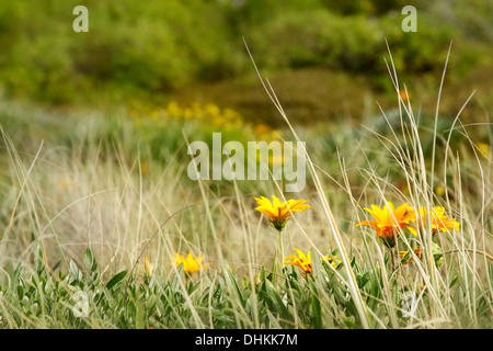 Nahaufnahme von Blumen wachsen Gras Stockfoto