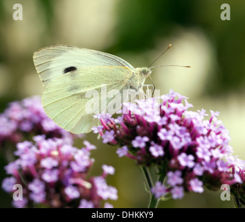 Weiblichen großen weiß-Pieris Brassicae Schmetterling. Stockfoto