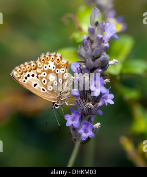 Makro-Bild von einem Silber verziert blauen Schmetterling, Plebejus Argus, Stockfoto