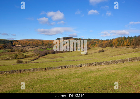 Ein Nadelbaum und Lärche Wälder im Norden York moors mit Feldern und Hecken bei blau bewölktem Himmel im Herbst Stockfoto