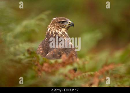 Mäusebussard Buteo Buteo im bracken Stockfoto