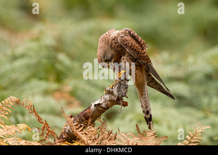 Turmfalke, Falco Tinnunculus mit seiner Beute im bracken Stockfoto