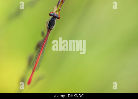 Kleine rote Damselfly ruht ein Heide-Pool in Arne, Dorset, Großbritannien Stockfoto