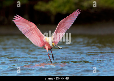 Rosige Löffler (Ajaja Ajaja) Landung auf einer Lagune - Alafia Banken, Florida Stockfoto