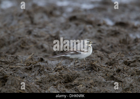 Citrin Bachstelze Motacilla citreola Shetland Schottland Großbritannien Stockfoto