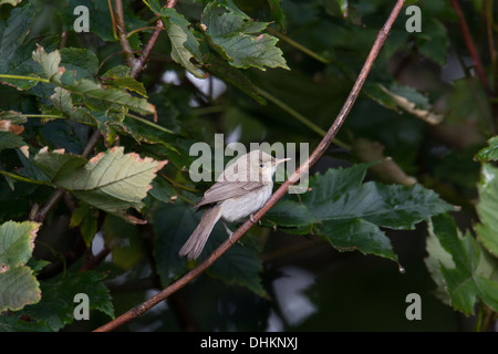 Östliche Olivaceous Warbler Iduna (Hippolais) Pallida Shetland Schottland, Vereinigtes Königreich Stockfoto