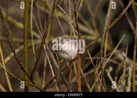 Östliche Olivaceous Warbler Iduna (Hippolais) Pallida Shetland Schottland, Vereinigtes Königreich Stockfoto