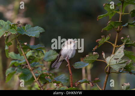 Östliche Olivaceous Warbler Iduna (Hippolais) Pallida Shetland Schottland, Vereinigtes Königreich Stockfoto