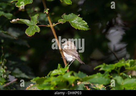 Östliche Olivaceous Warbler Iduna (Hippolais) Pallida Shetland Schottland, Vereinigtes Königreich Stockfoto