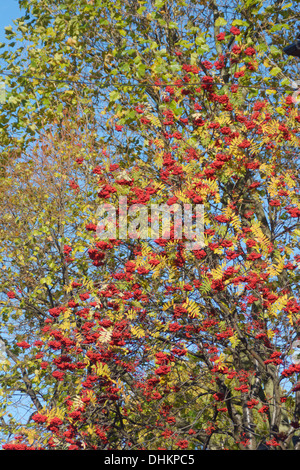 Eberesche mit Beeren. Stockfoto