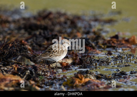 Weißes-rumped Strandläufer Calidris Fuscicollis, Shetland, Scotland, UK Stockfoto