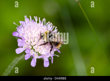 fleißige Biene auf eine Sommerblume Stockfoto