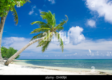 Palme lehnt sich über tropische Karibik-Strand. Palmetto Bay, Roatan Stockfoto