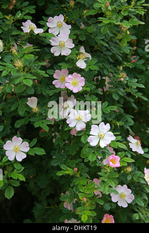 Dog Rose, Rosa Canina, Rosengewächse Stockfoto