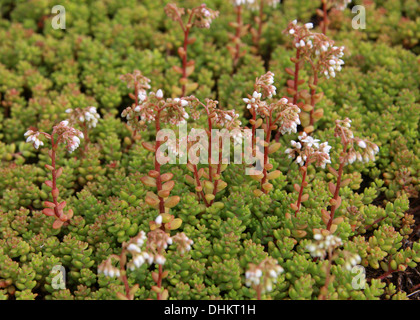 Englische Fetthenne, Sedum Anglicum, Crassulaceae. Stockfoto