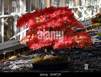 80 Jahre alten Bonsai japanischer Ahorn, Acer Palmatum, Aceraceae (Sapindaceae). Im Herbst färben. Königliche Botanische Gärten, Kew. Stockfoto