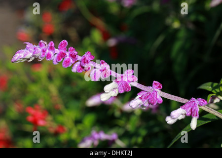 Mexikanische Bush Salbei, Salvia Leucantha, Lamiaceae, zentralen und östlichen Mexiko, Nordamerika. Stockfoto