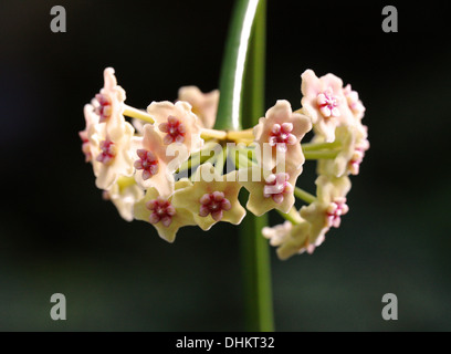 Waxplant, Waxvine oder Waxflower, Hoya Diversifolia, Lobelia. Laos, Kambodscha, Indonesien (Borneo, Java, Sumatra), Malaysia. Stockfoto