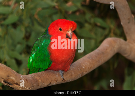 Australische König Papagei (Alisterus Scapularis). Stockfoto