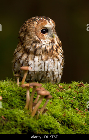 Tawny Eule, Strix Aluco sitzt auf einem Baumstumpf neben Pilze Stockfoto