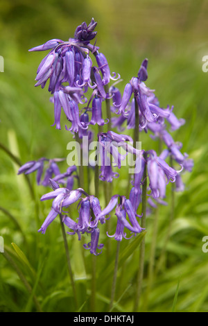 Ein Büschel von englischen Bluebells, Hyacinthoides non-Scripta, der Natralised auf die Malvern Hills Stockfoto