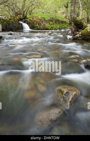 Einem schnell fließenden Abschnitt der Aira Beck als die Wasserkaskaden um Felsen im stream Stockfoto