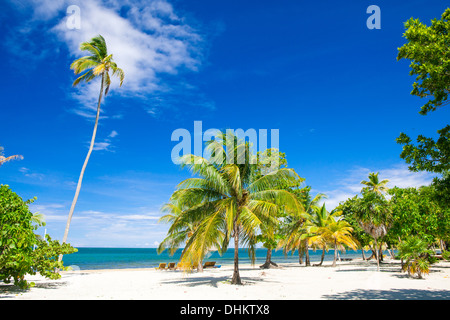 Tropischen Strand von Palmetto Bay auf der karibischen Insel Roatan Stockfoto