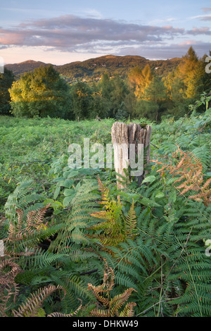 Holzzaun Post unter Bracken und Unkraut in der Nähe von britischen Lager auf den Hügeln von Malvern, Worcestershire Stockfoto