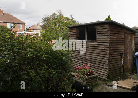 Bild der alten hölzernen Schuppen und Snowberry Büsche im Garten Symphoricarpos Albus laevigatus Stockfoto