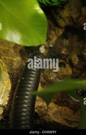 Riesige afrikanische Tausendfüßler im Vivarium Archispirostreptus gigas Stockfoto