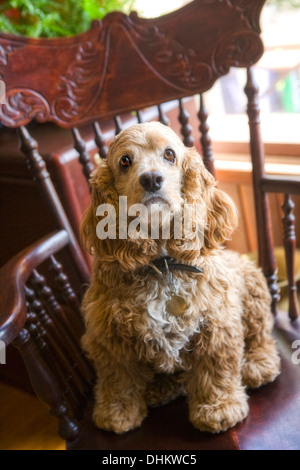 Cocker Spaniel sitzt auf einem Stuhl im Innenbereich Stockfoto