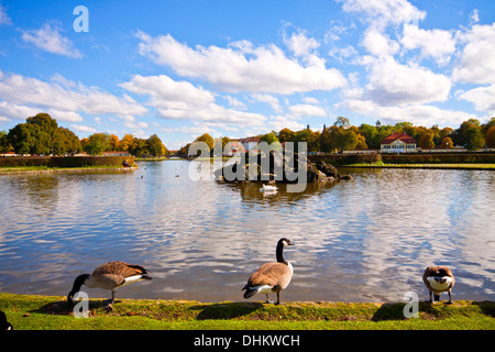 Panoramablick auf die dekorativen See vor Schloss Nymphenburg mit Gänsen und Schwan an einem schönen Herbsttag Stockfoto