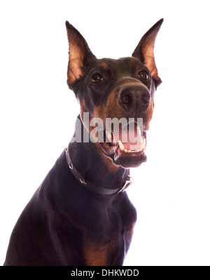 Dobermann Hundekopf geschossen isoliert auf weiss Stockfoto