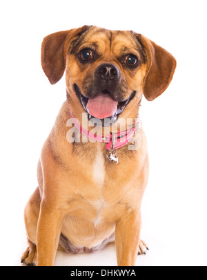 Puggle Hundekopf geschossen isolierten auf weißen Hintergrund Stockfoto