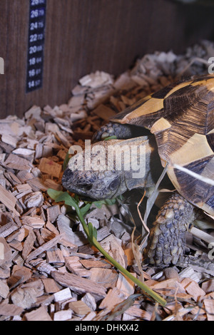 Hermanns Schildkröte Essen wilde Rauke Testudo hermanni Stockfoto