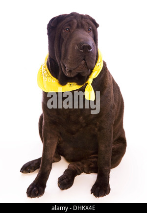 Schwarze Shar pei Hund sitzen isoliert auf weißem Hintergrund Stockfoto