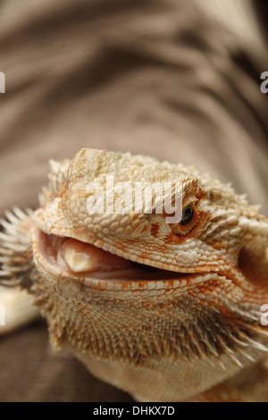 Schließen Sie herauf Bild der Bartagame Pogona Vitticeps Mund zu öffnen Stockfoto