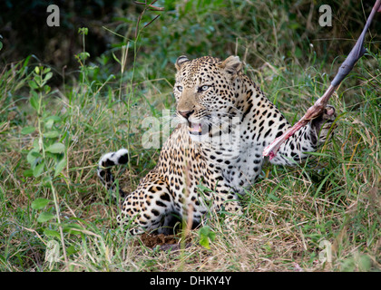 Neue junge männliche Leoparden im Sabi Sands Gebiet. Impala isst, während Knurren. Stockfoto